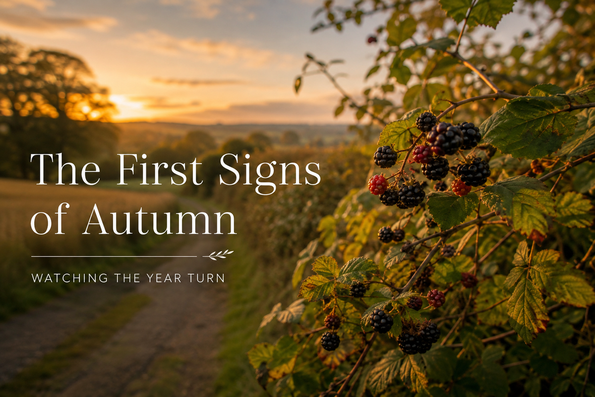 The First Signs of Autumn: Watching the Year Turn