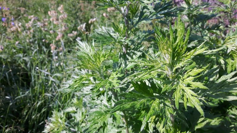Herbal Record No. 003 : Mugwort