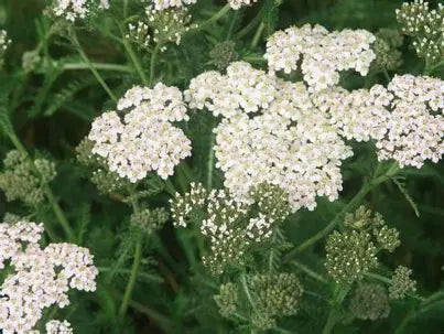 Herbal Record No. 004 - Yarrow