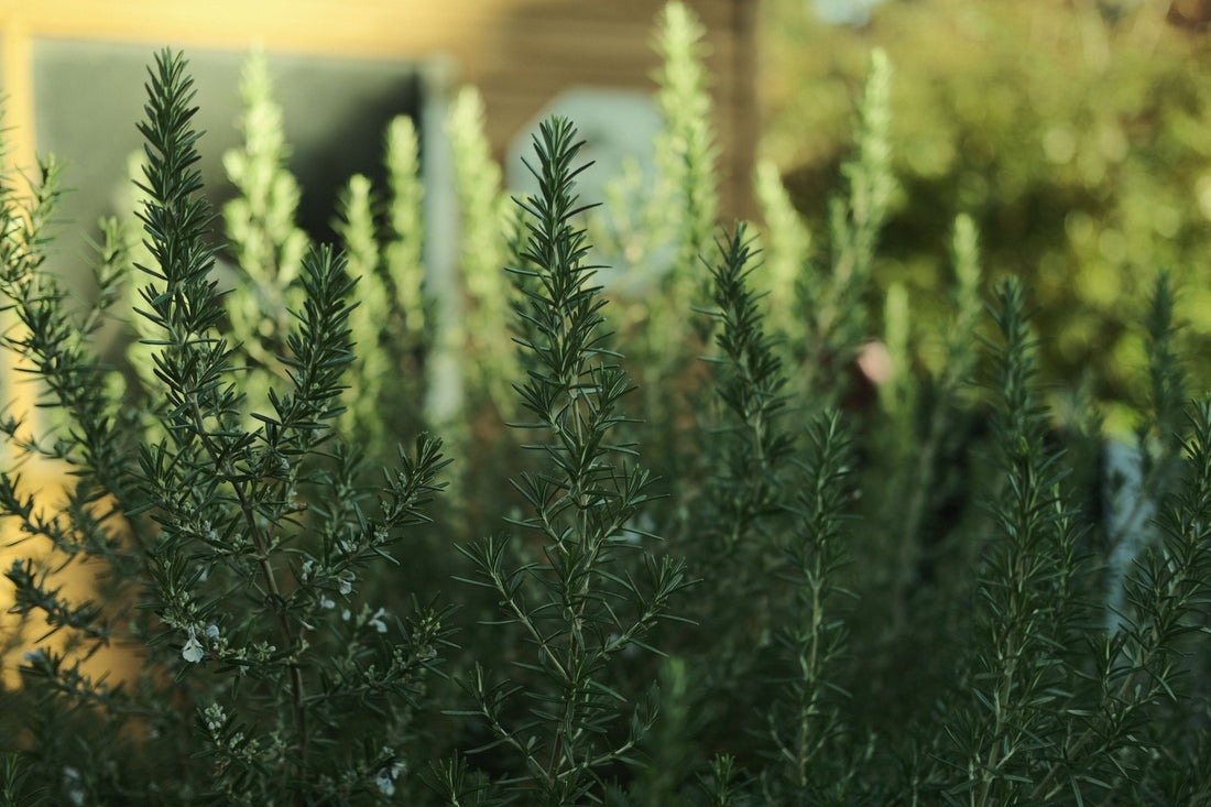 Herbal Record No. 002 : Rosemary