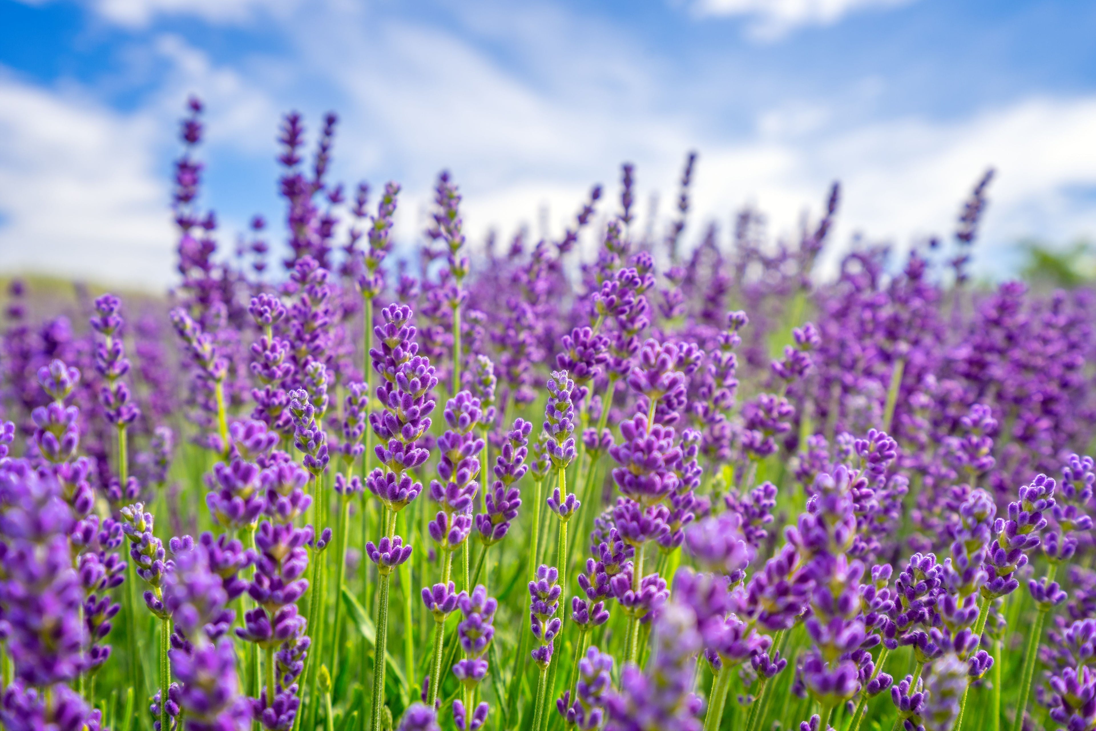 Herbal Record No. 001 : Lavender